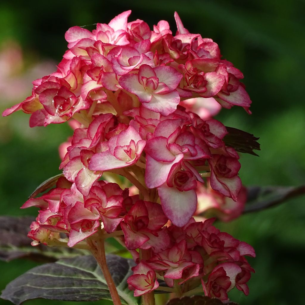 Jalohortensia Miss Saori