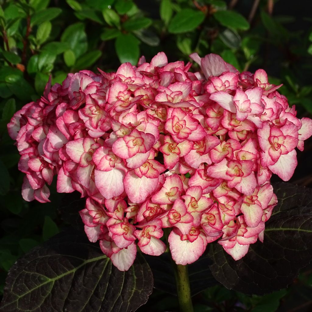 Jalohortensia Miss Saori