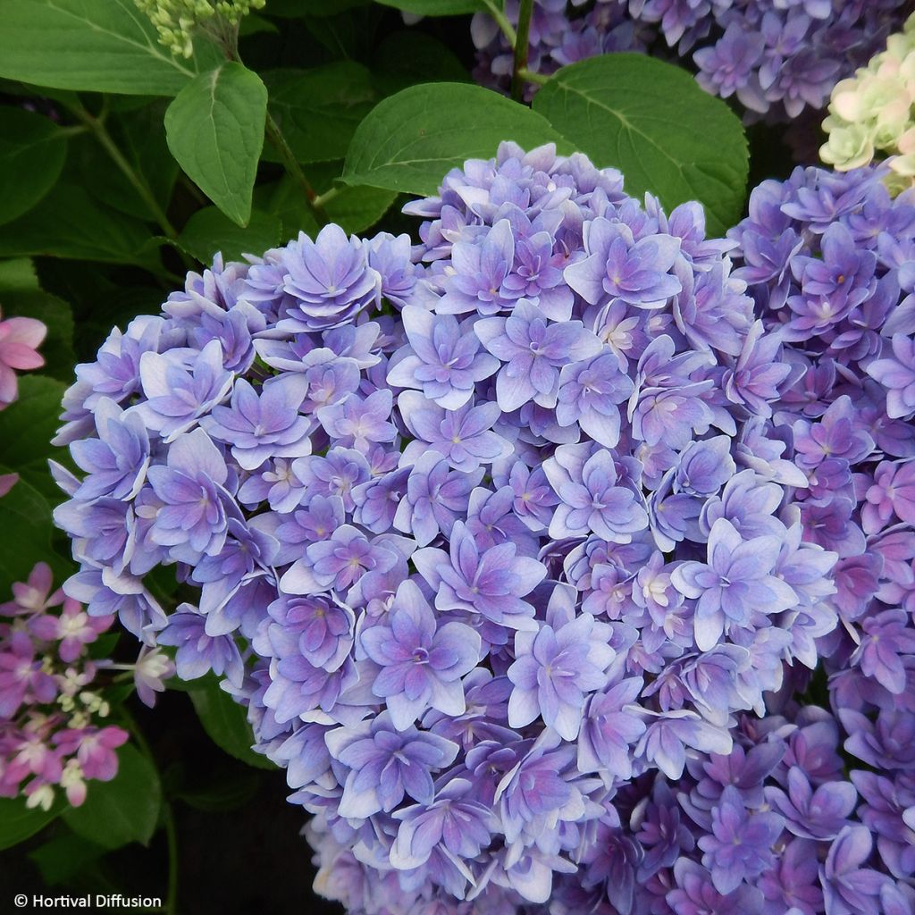 Jalohortensia Stellar Bleu