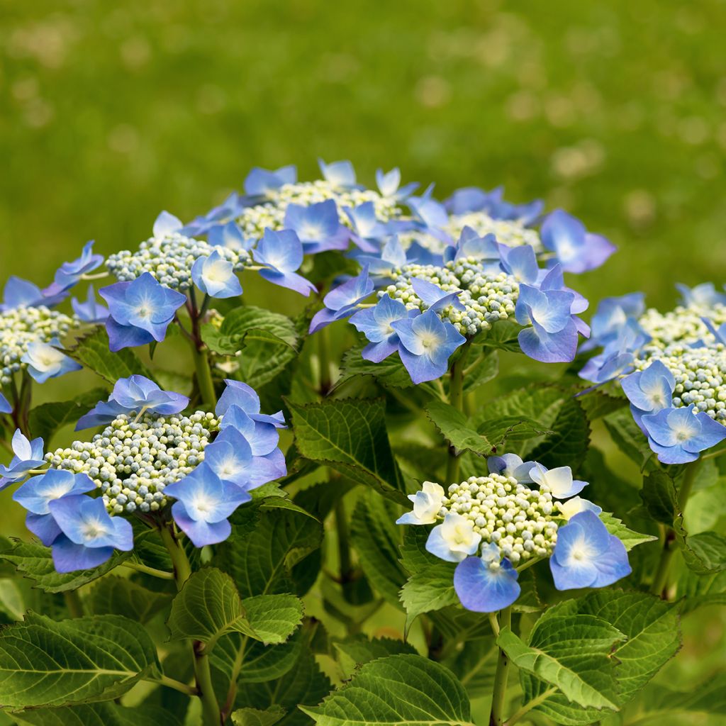 Jalohortensia Teller Blue