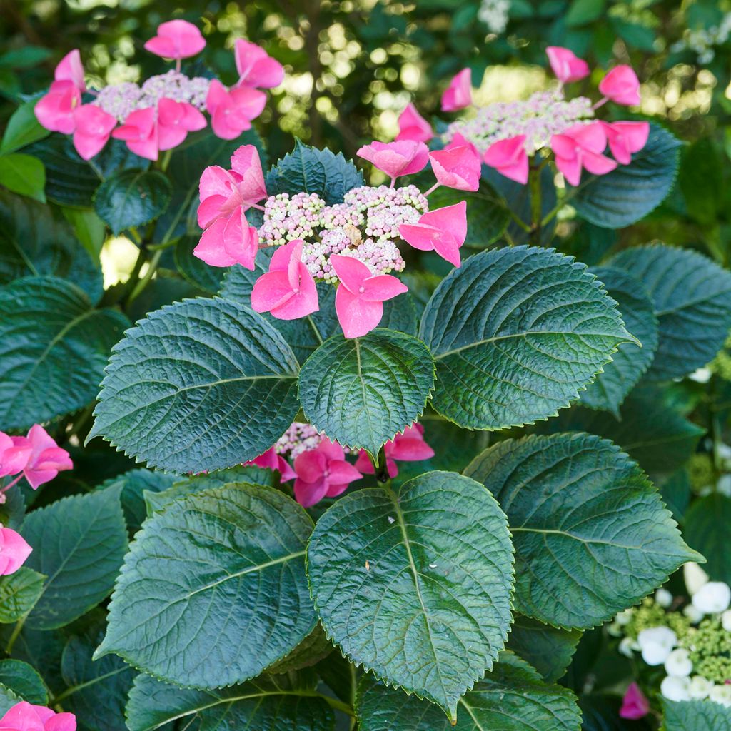 Jalohortensia Teller Red