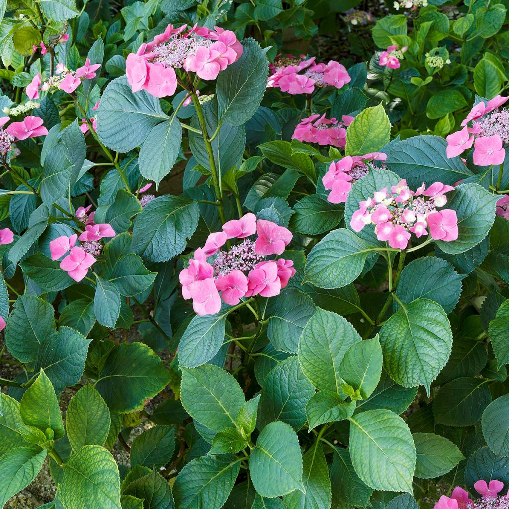 Jalohortensia Teller Red