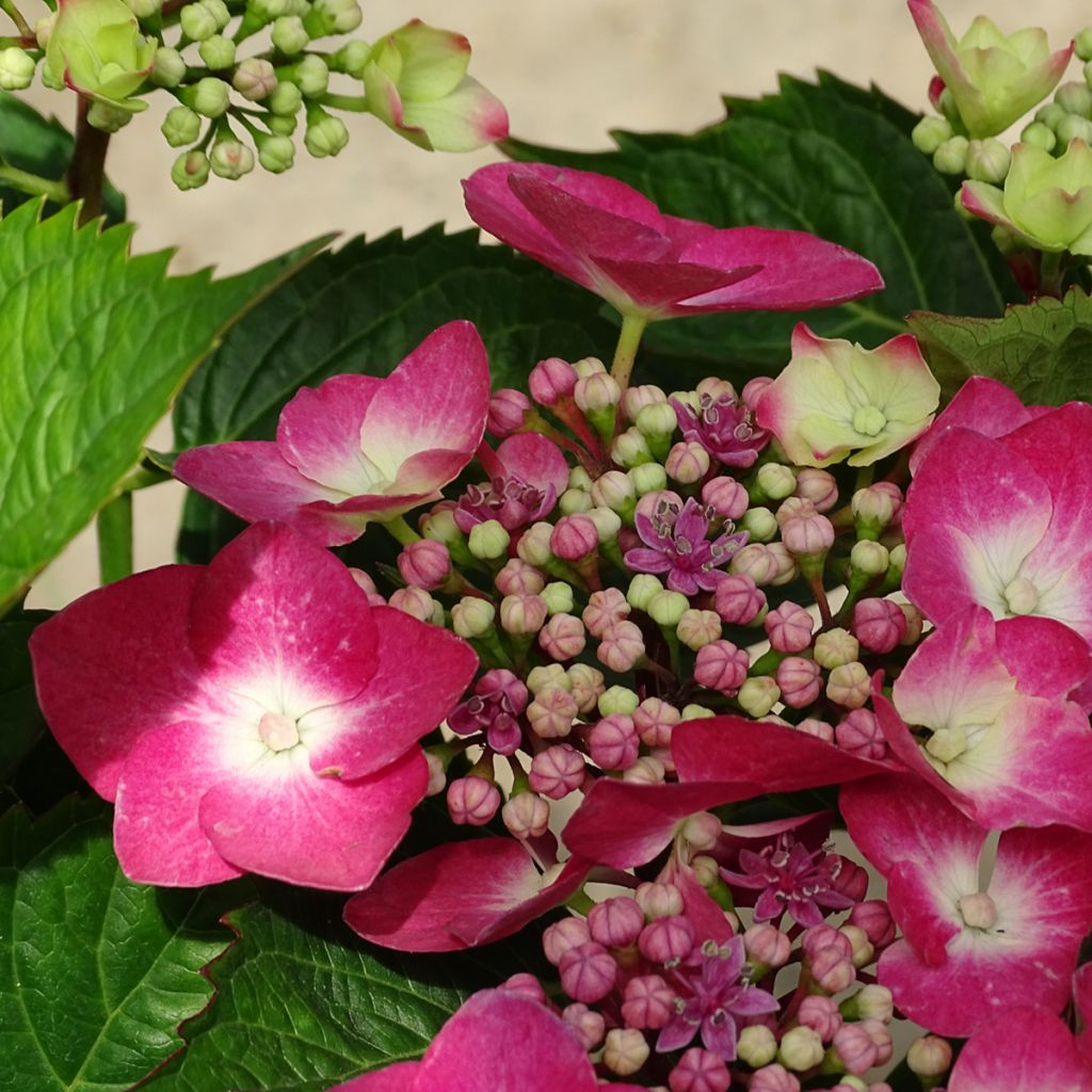 Jalohortensia Teller Red