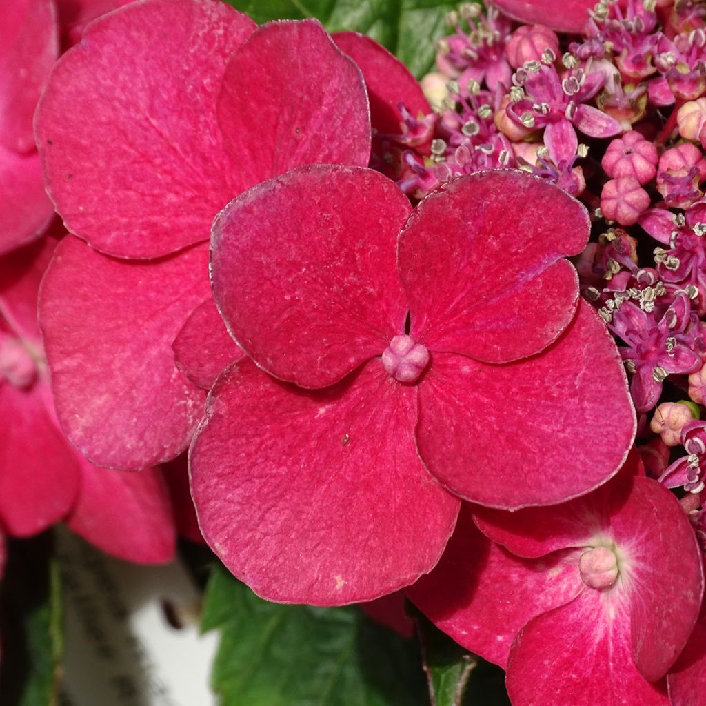 Jalohortensia Teller Red