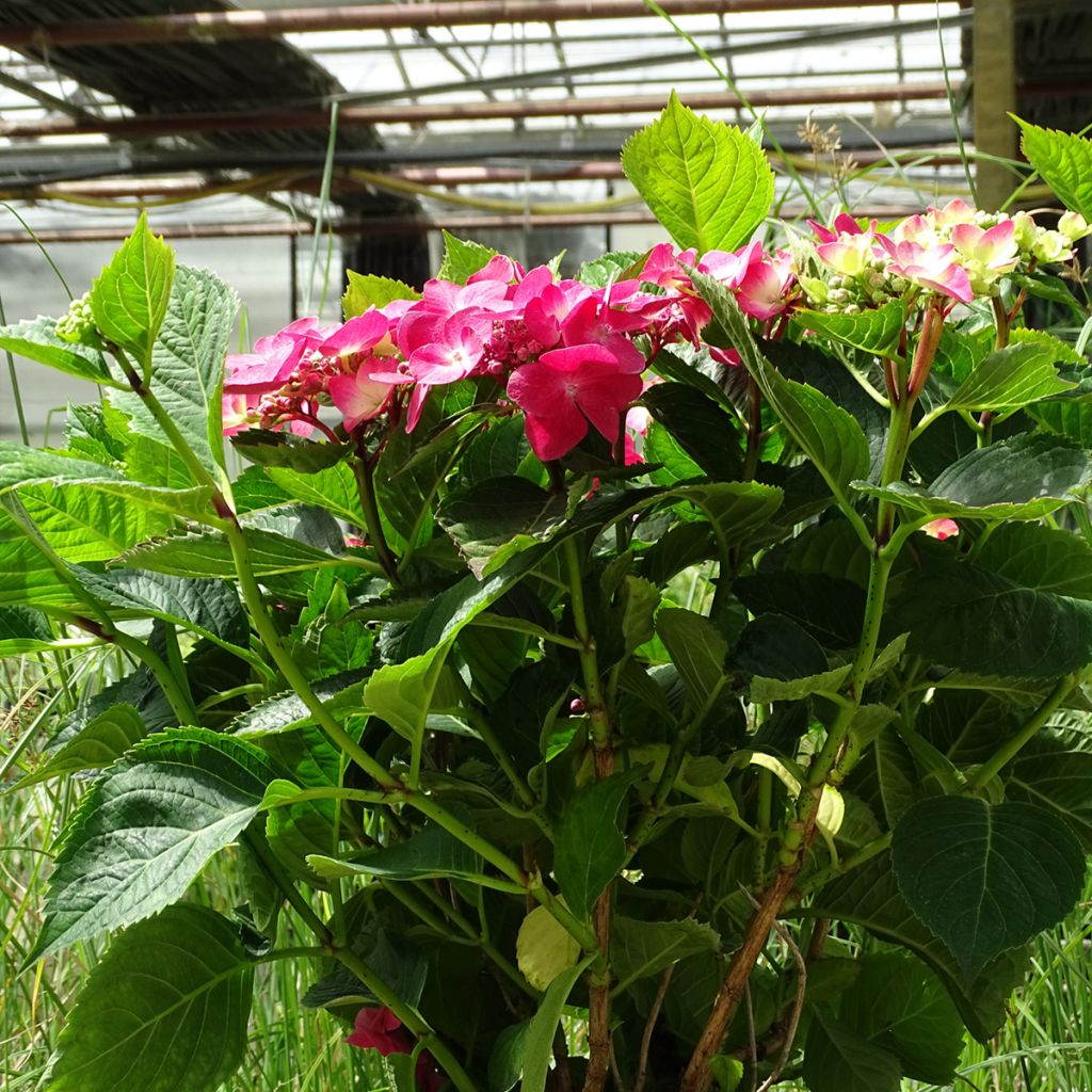 Jalohortensia Teller Red