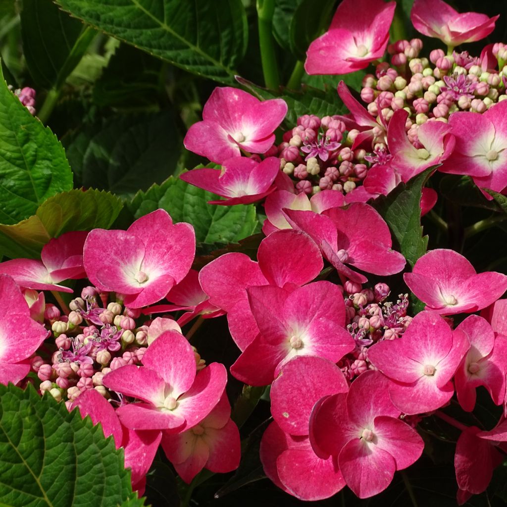 Jalohortensia Teller Red