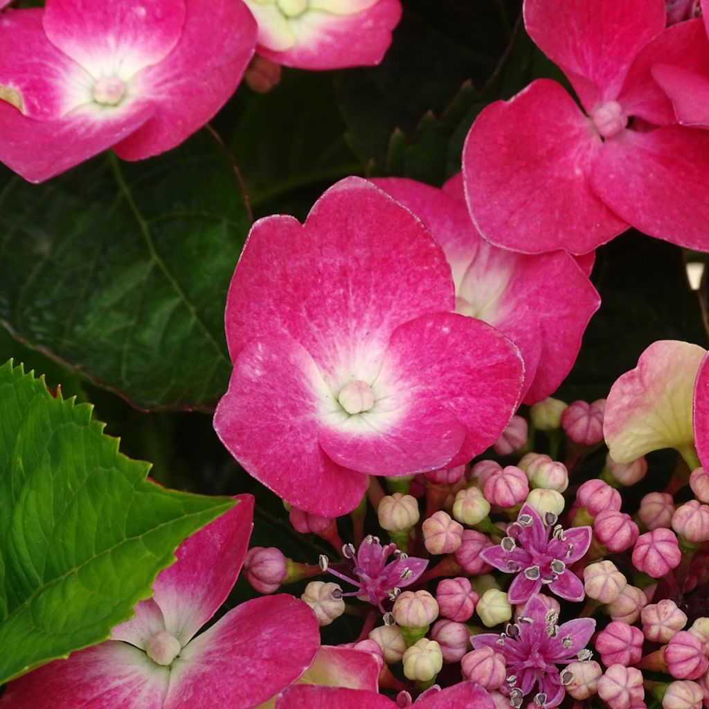 Jalohortensia Teller Red