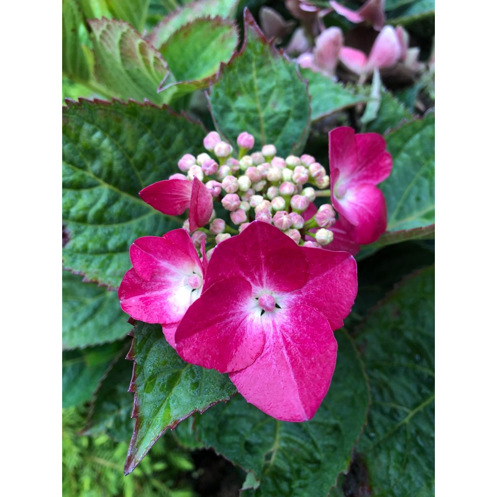 Jalohortensia Teller Red