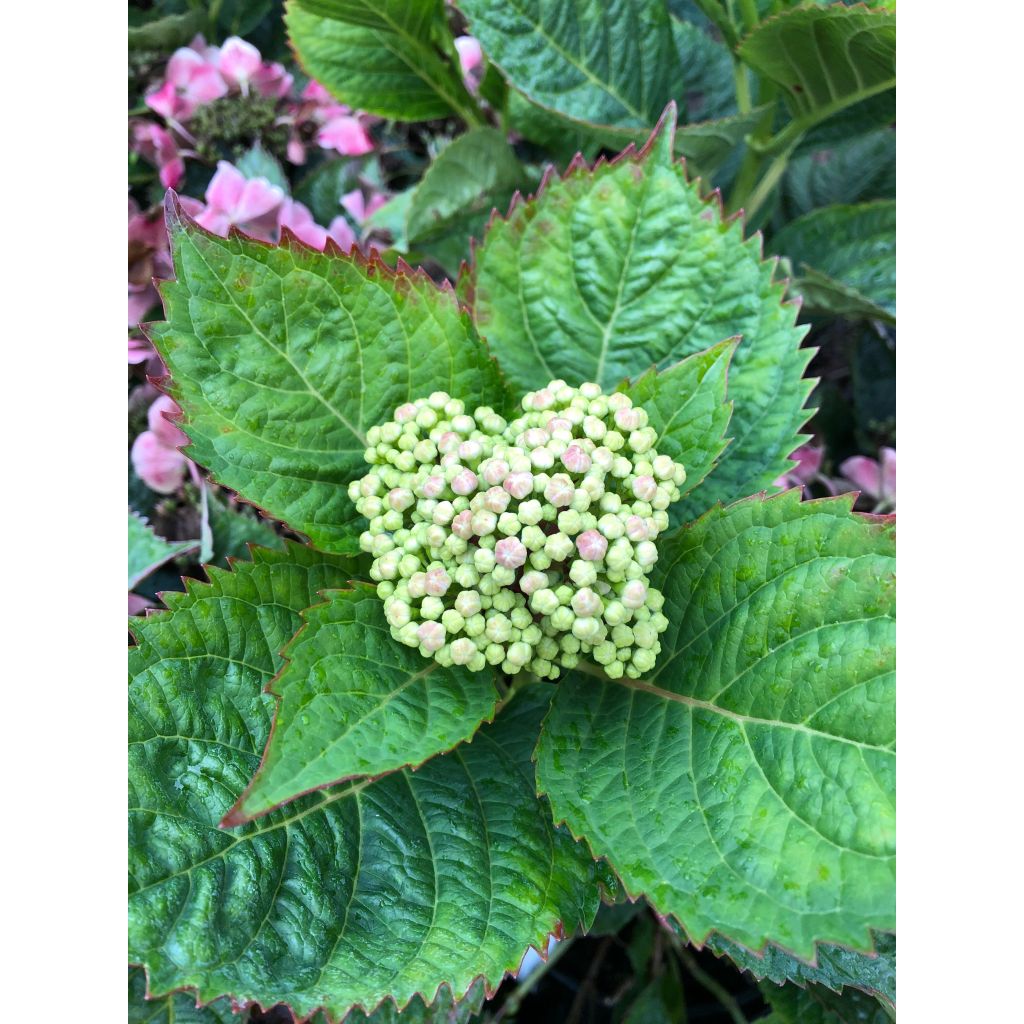 Jalohortensia Teller Red