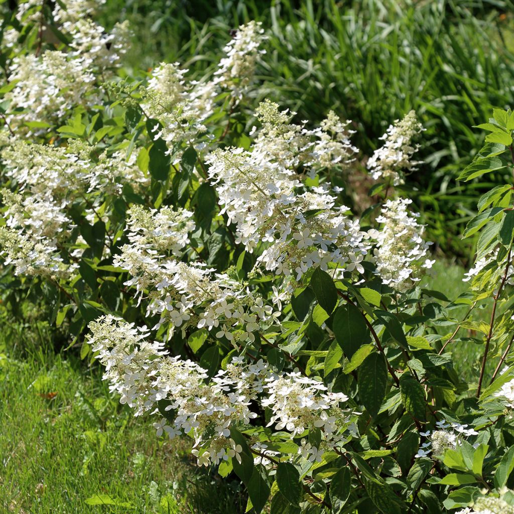 Hortensia paniculata Tardiva