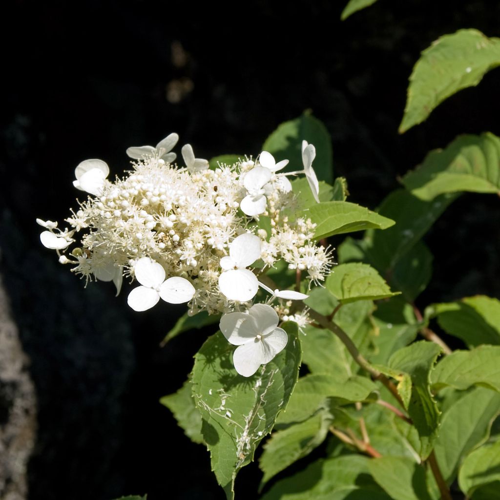 Syyshortensia White Moth
