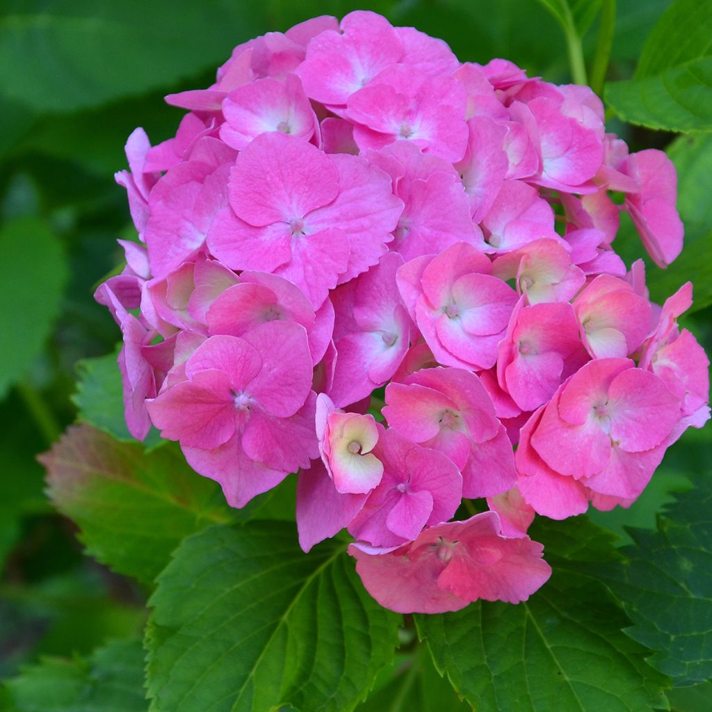 Jalohortensia Berlin Rabe