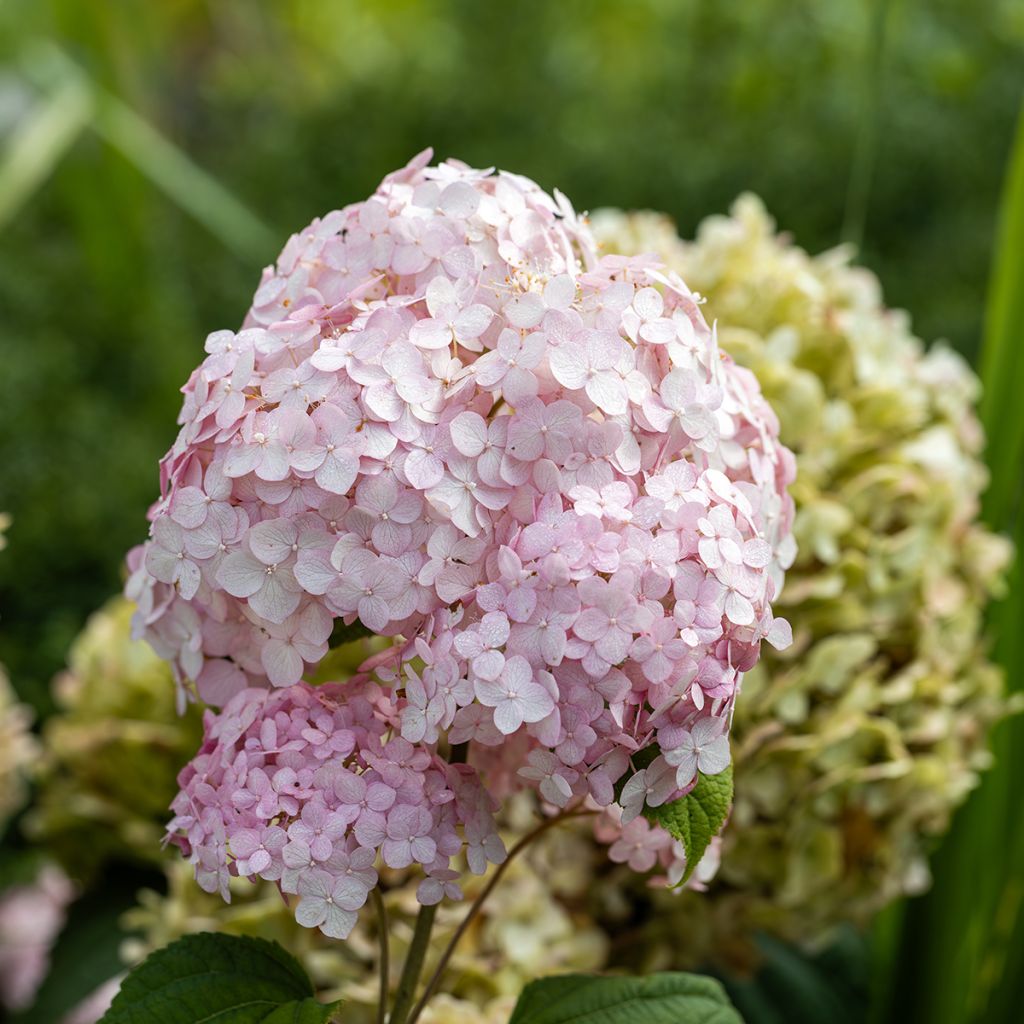 Pallohortensia Stand up Pink