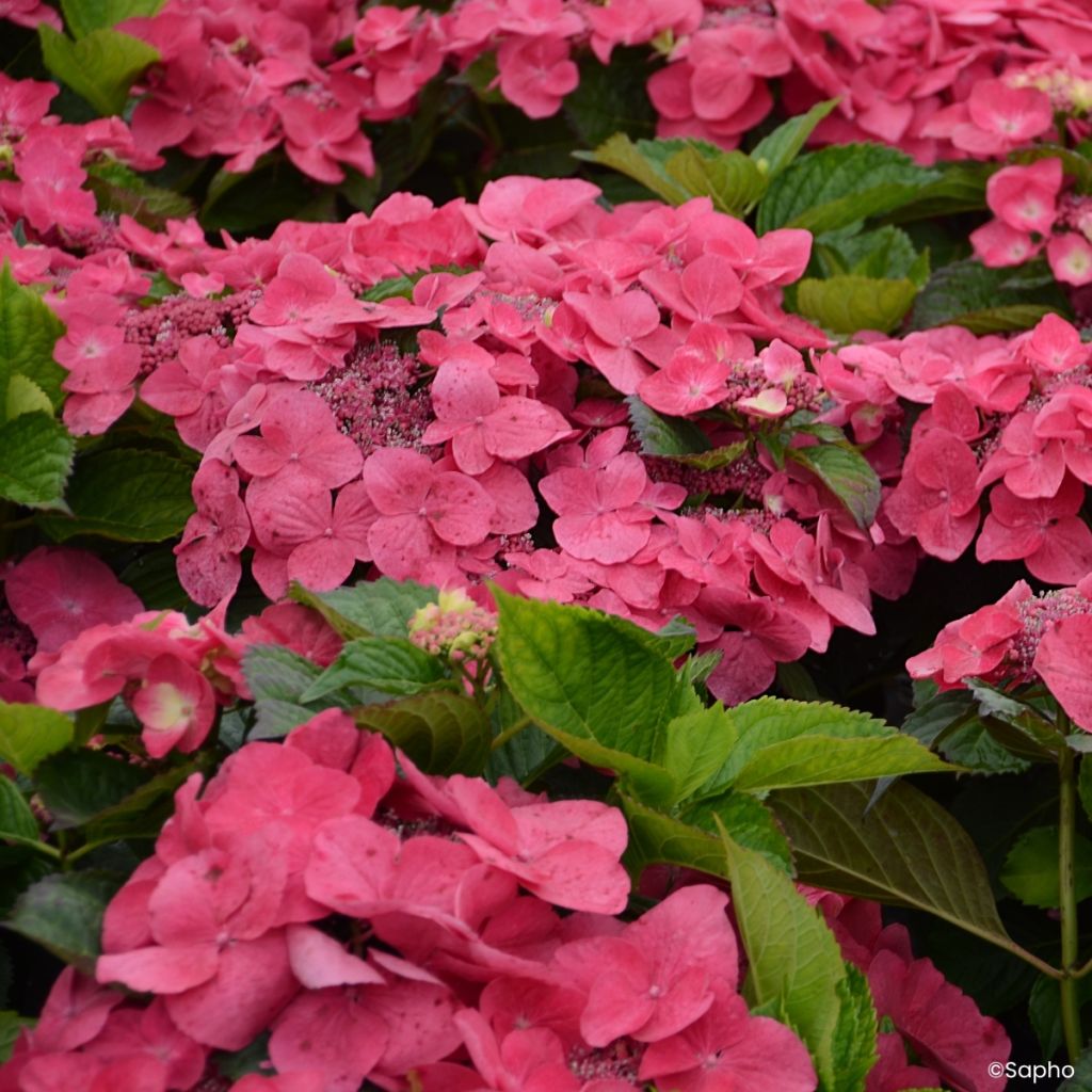 Jalohortensia Dolce Fragola