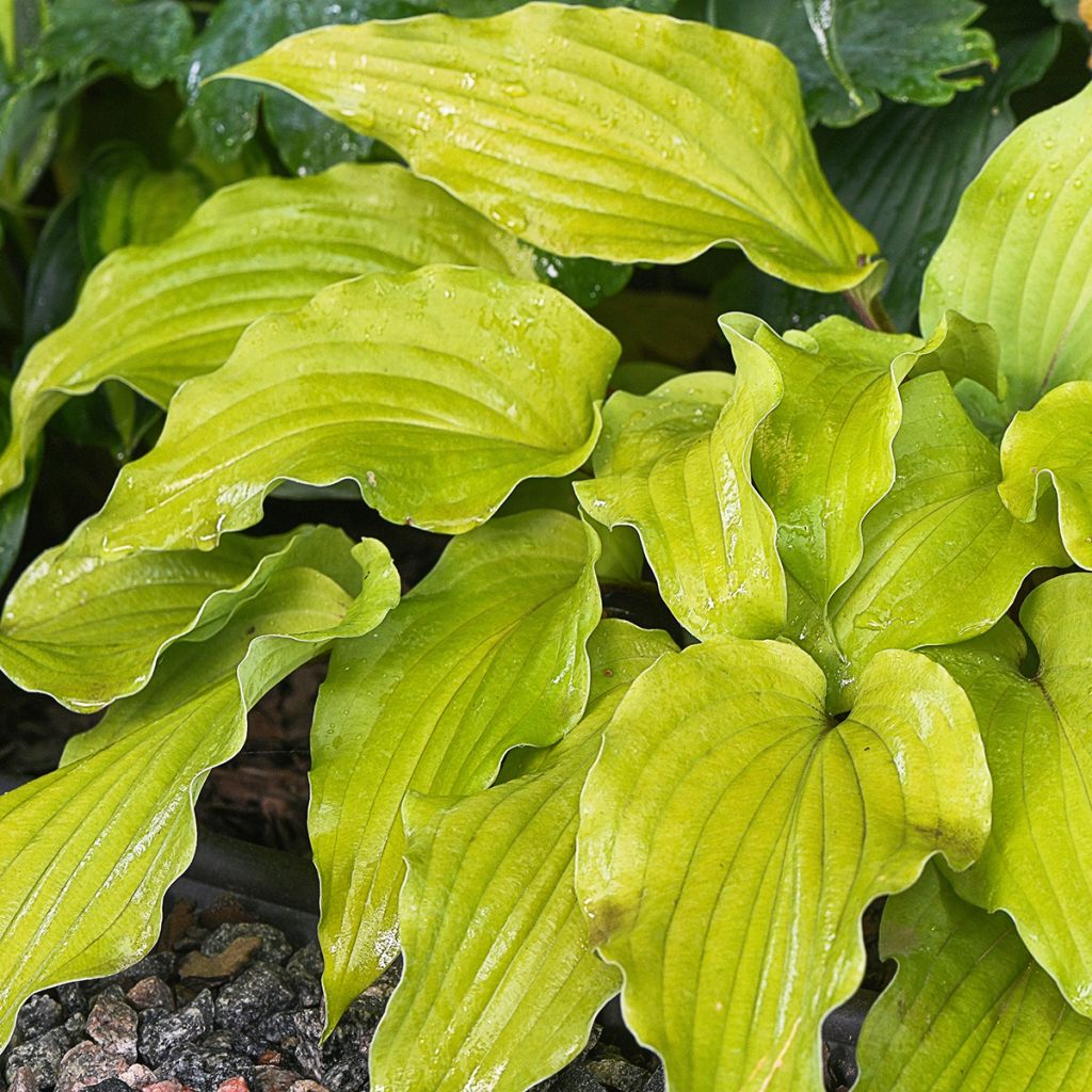 Kuunlilja Gold