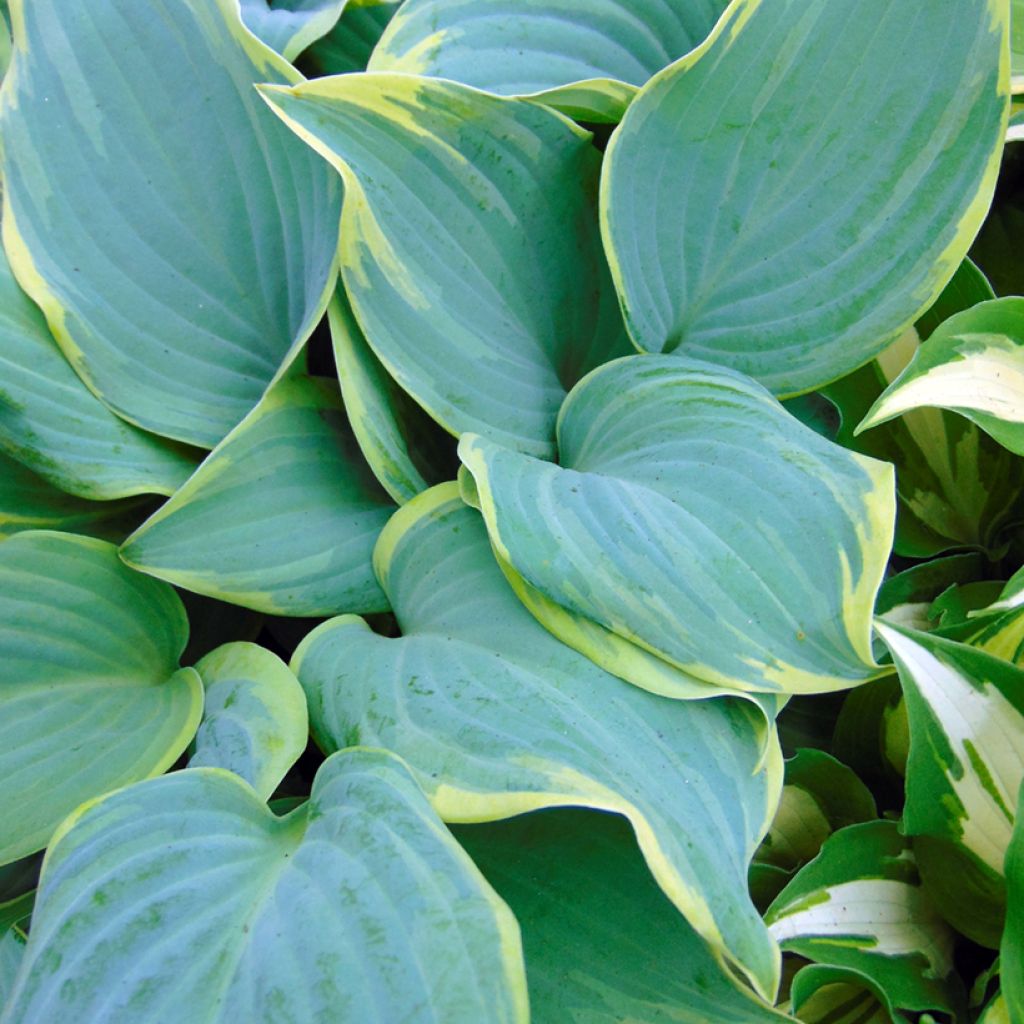 Kuunlilja Blue Flame
