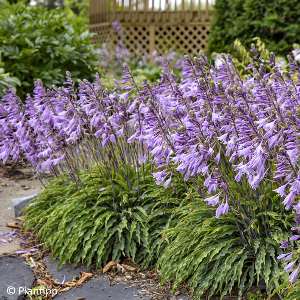 Kuunlilja Silly String