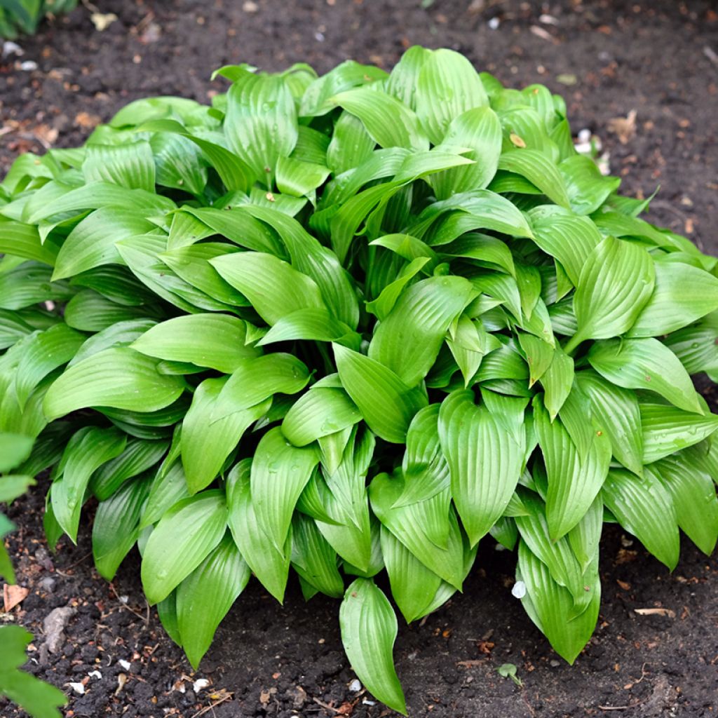 Kuunlilja - Hosta clausa var. normalis