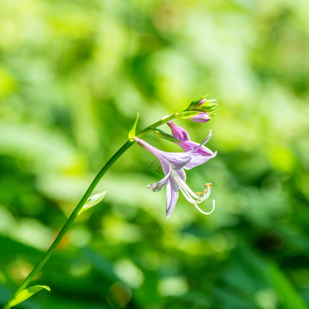 Kuunlilja - Hosta clausa var. normalis