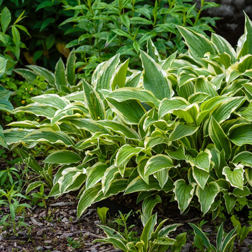 Kuunlilja Variegata