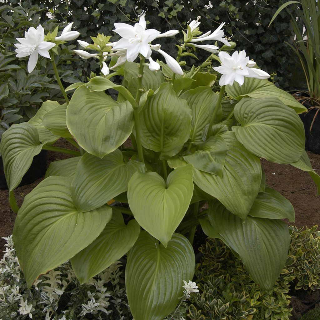 Tuoksukuunlilja Venus