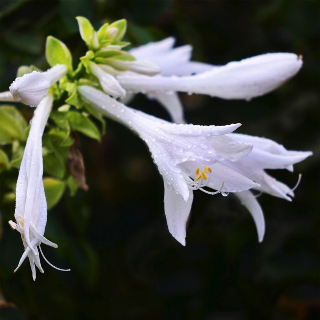Hosta plantaginea var. japonica