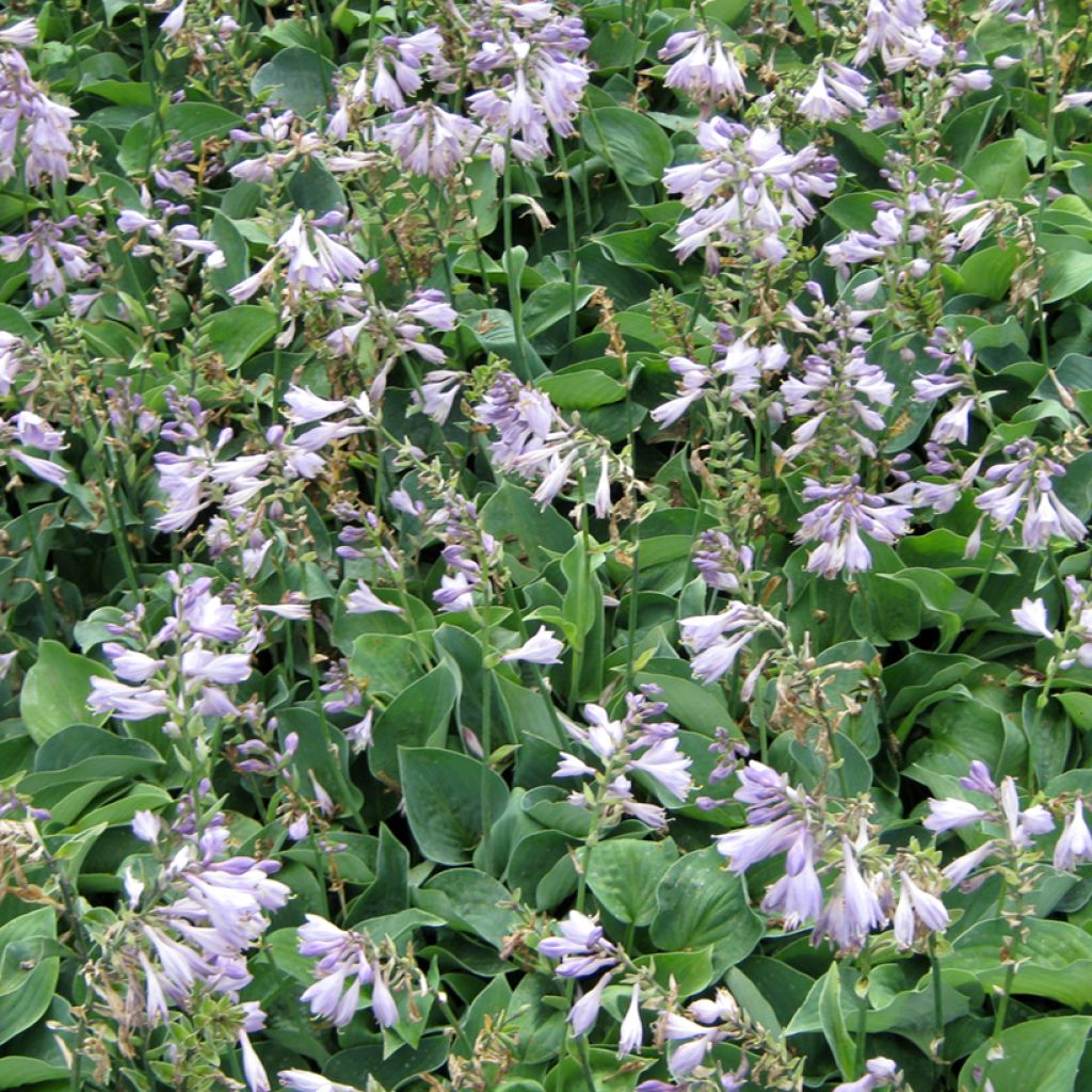 Kuunlilja Hosta Blue Cadet