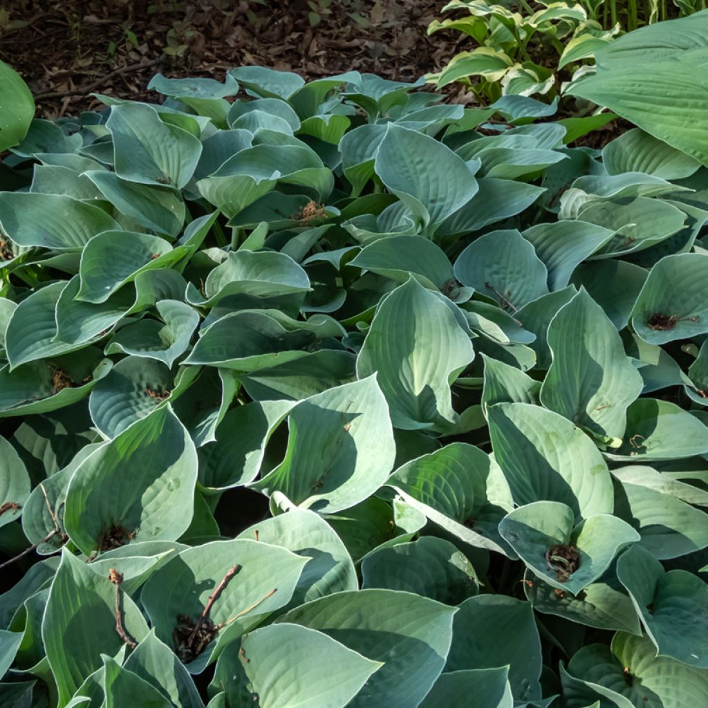 Kuunlilja Hosta Blue Cadet