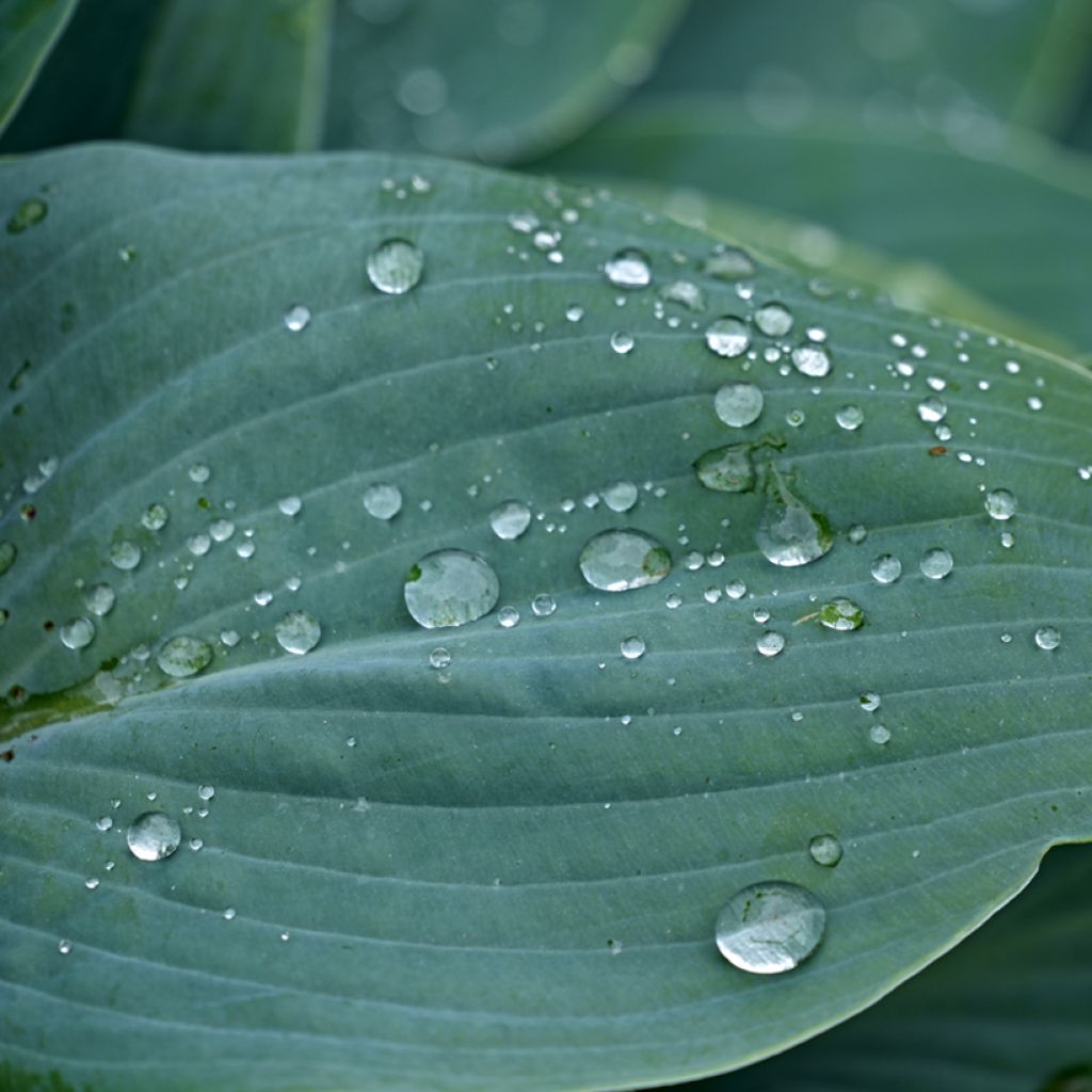 Kuunlilja Hosta Blue Cadet