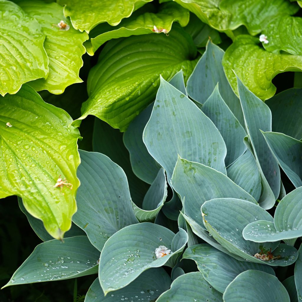 Kuunlilja Hosta Blue Cadet