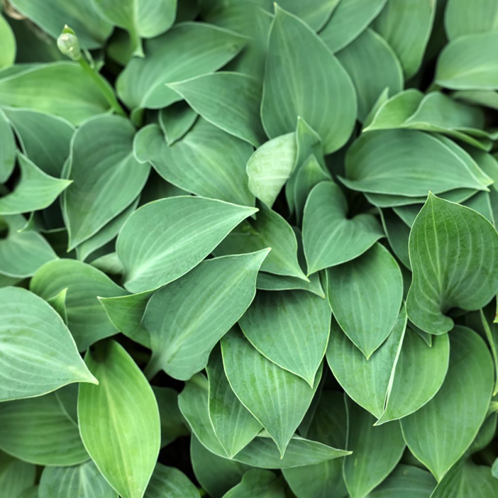 Kuunlilja Hosta Blue Cadet