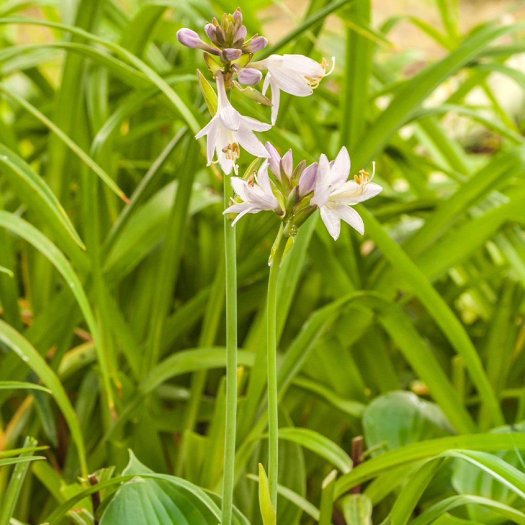Kuunlilja Hosta Blue Cadet
