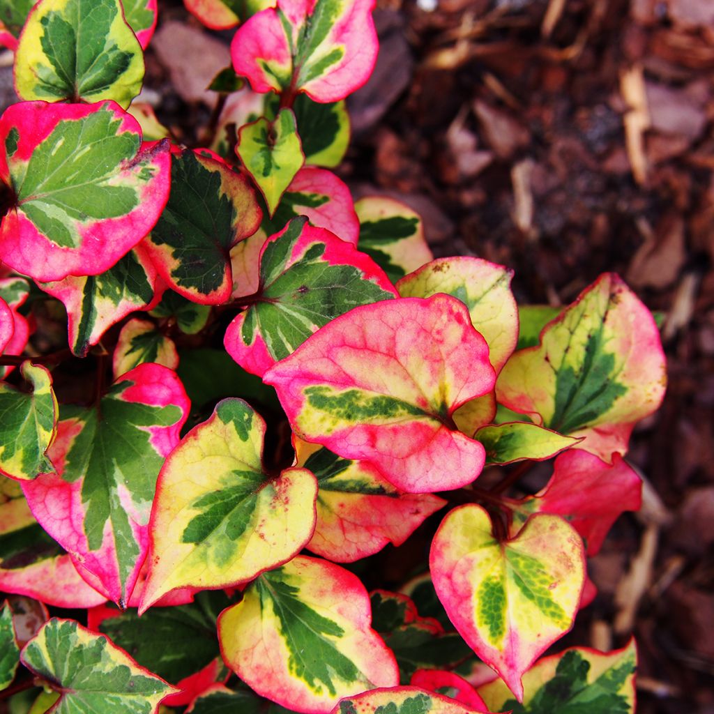 Viherkameleonttilehti Chameleon