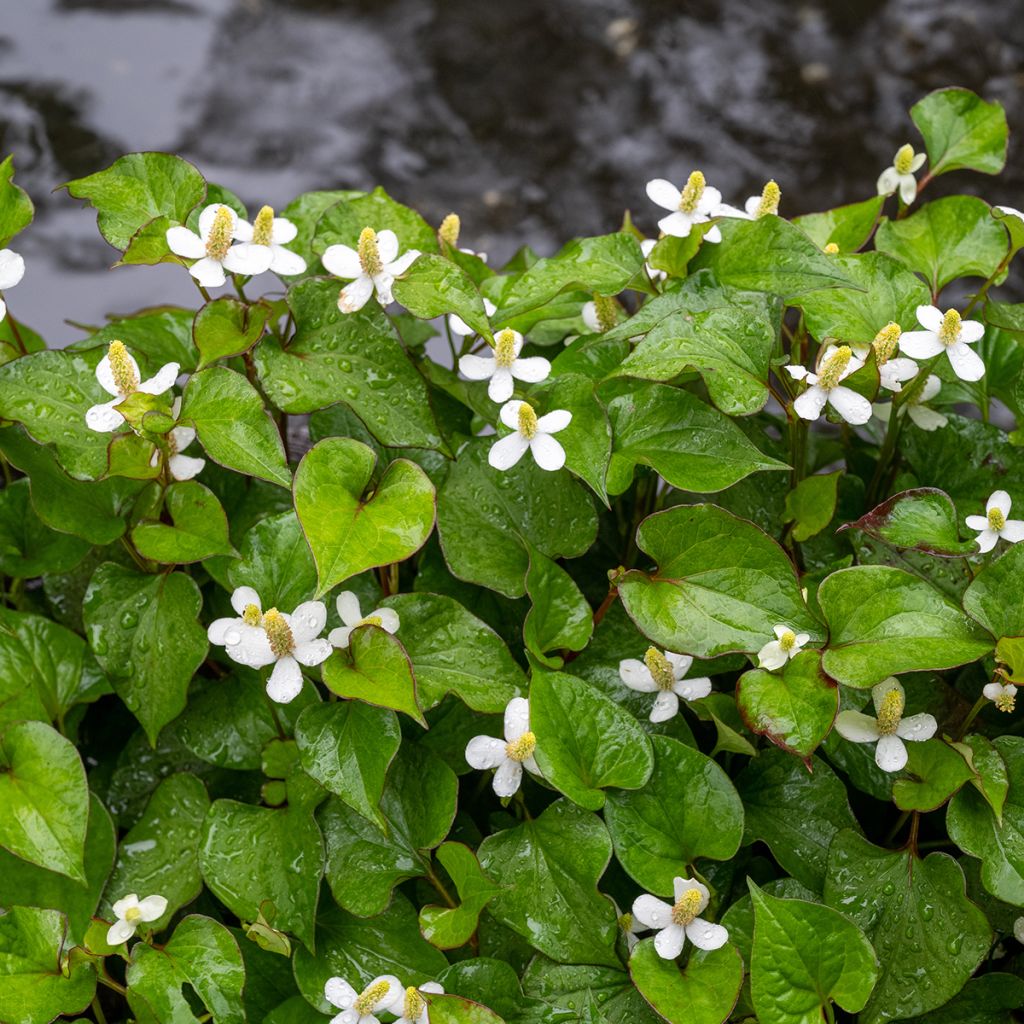Viherkameleonttilehti - Houttuynia cordata