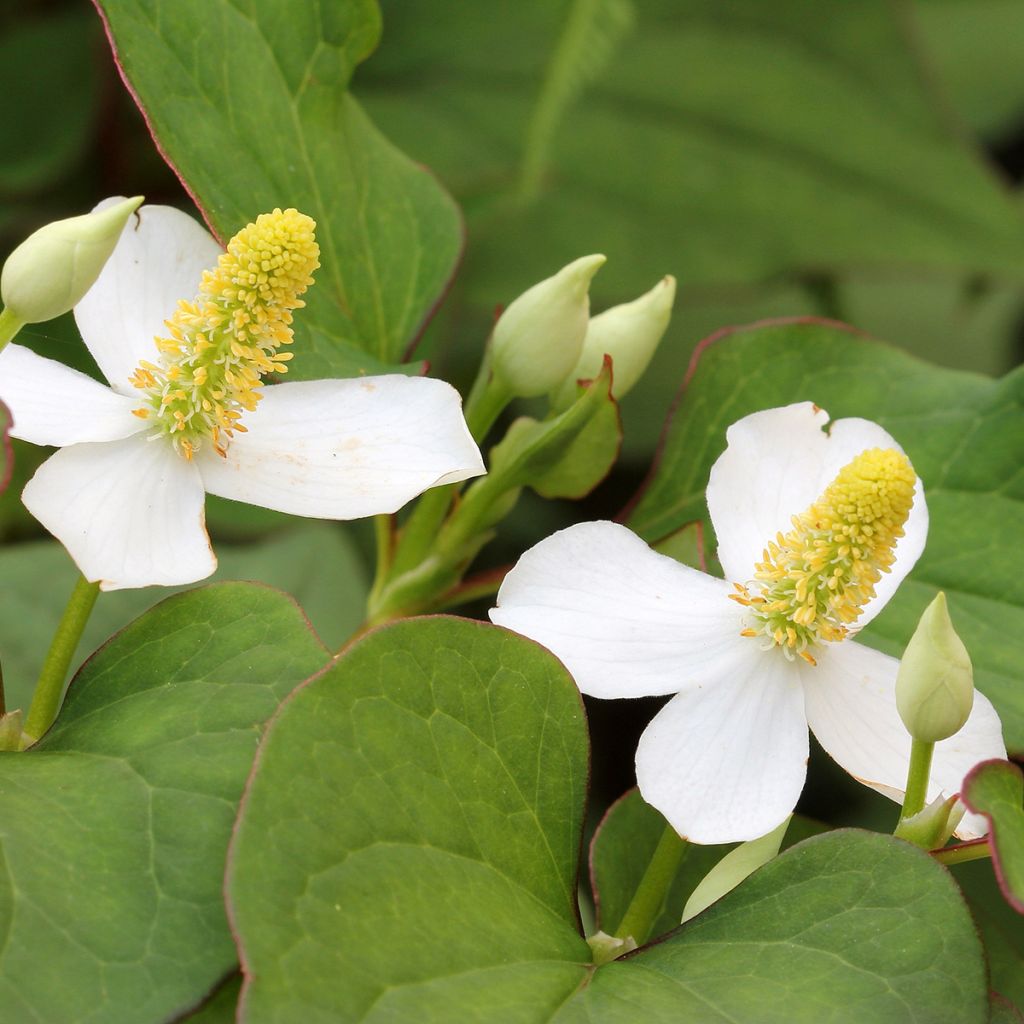 Viherkameleonttilehti - Houttuynia cordata