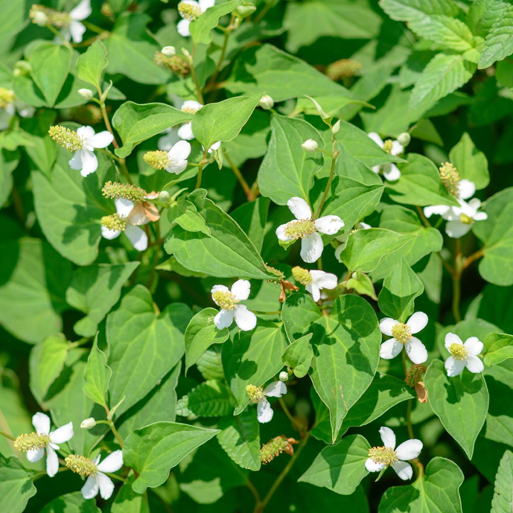 Viherkameleonttilehti - Houttuynia cordata