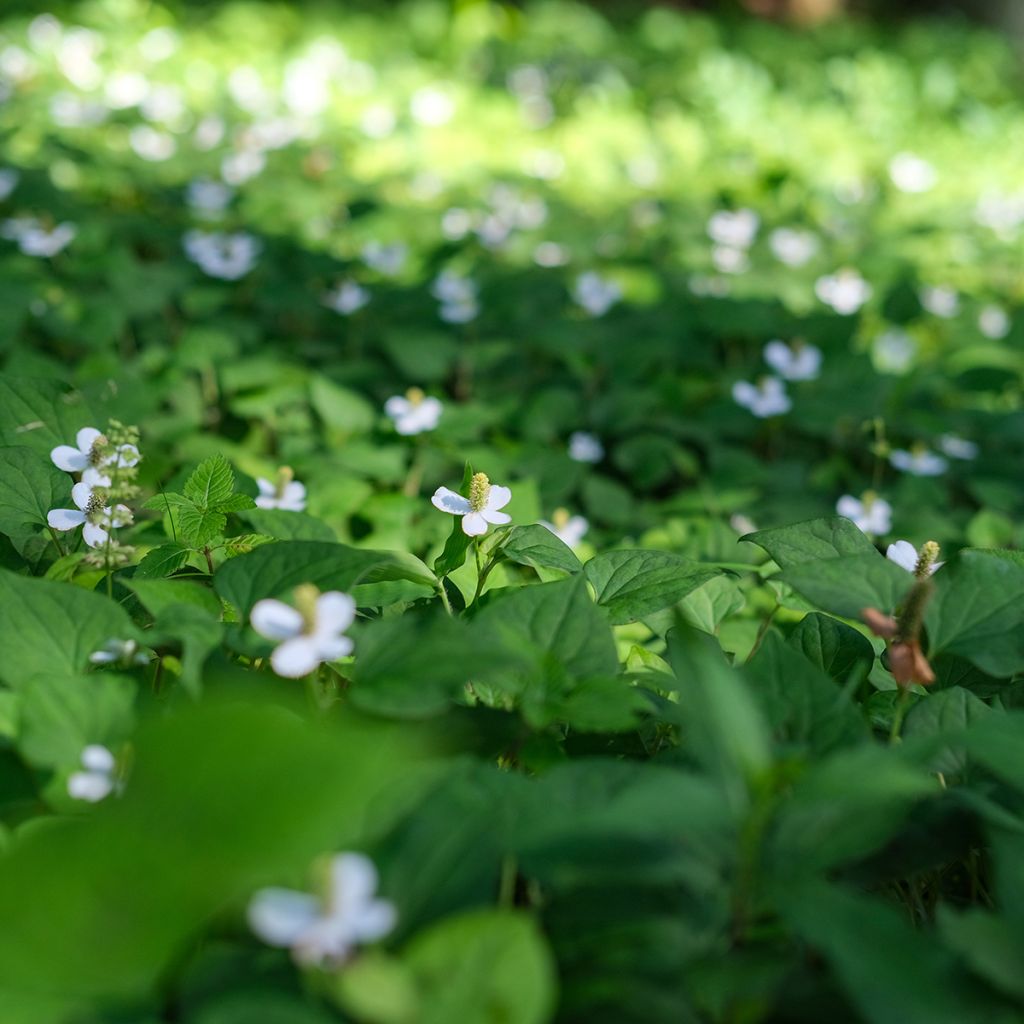 Viherkameleonttilehti - Houttuynia cordata