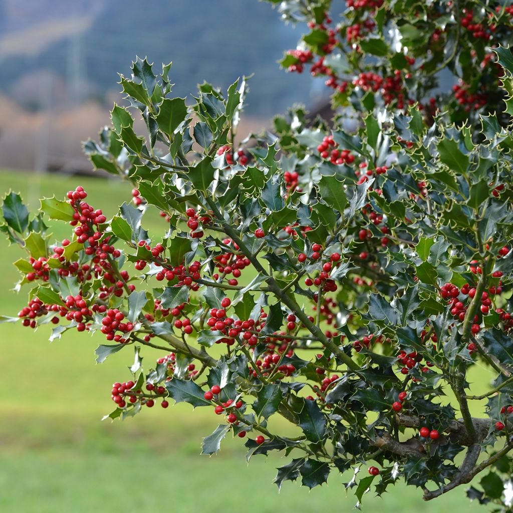 Euroopanorjanlaakeri - Ilex aquifolium