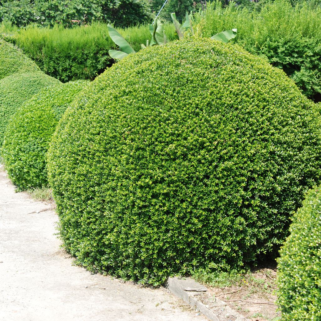 Japaninorjanlaakeri Dark Green