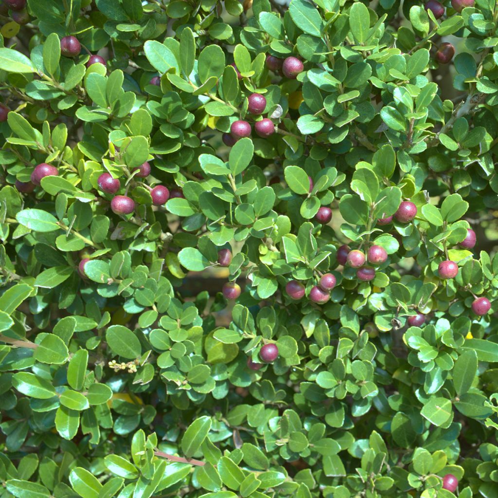 Japaninorjanlaakeri Green Hedge