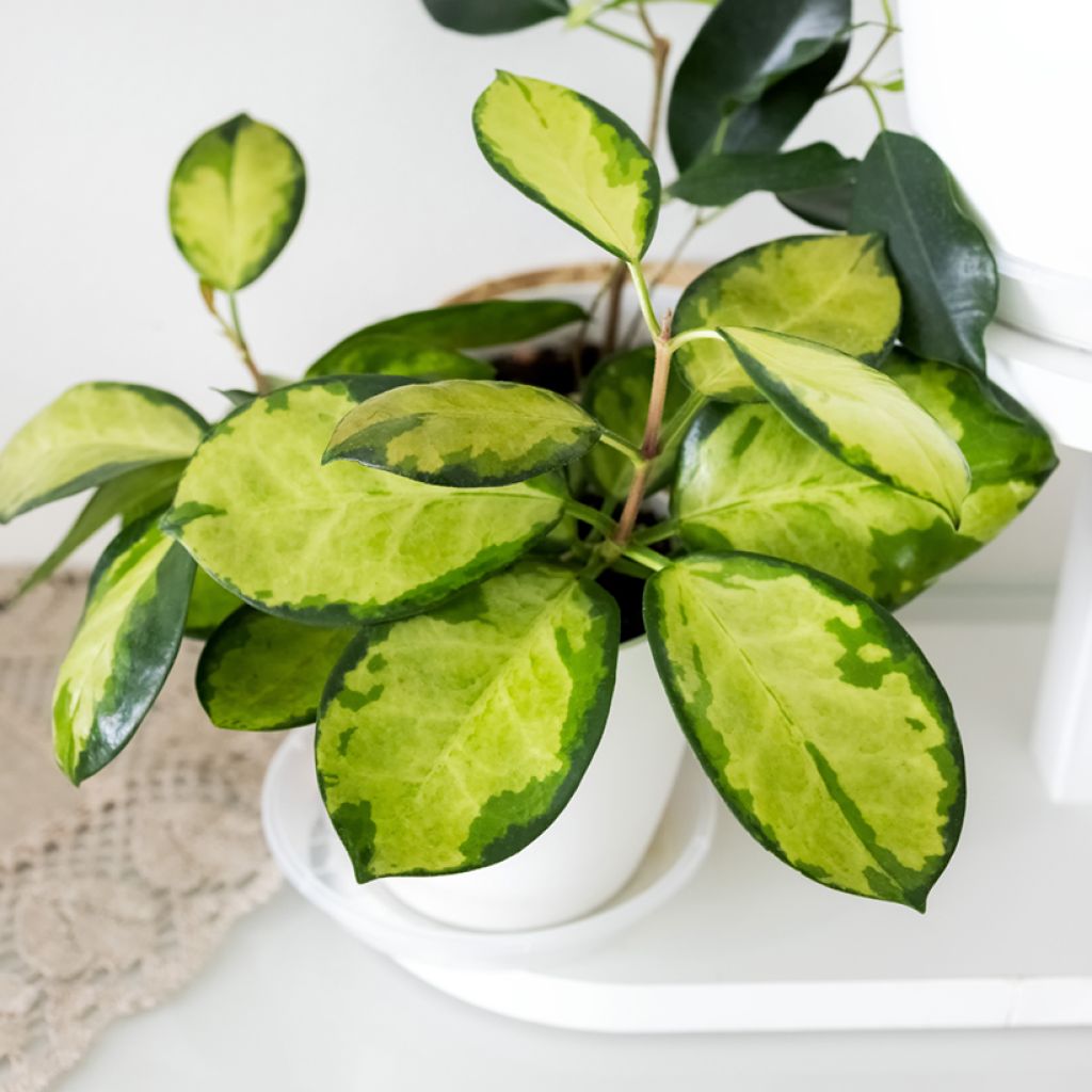 Australianposliinikukka Tricolor