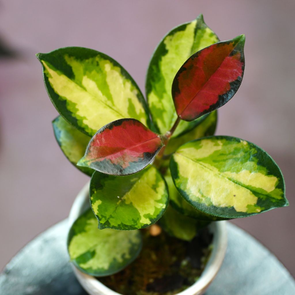 Australianposliinikukka Tricolor