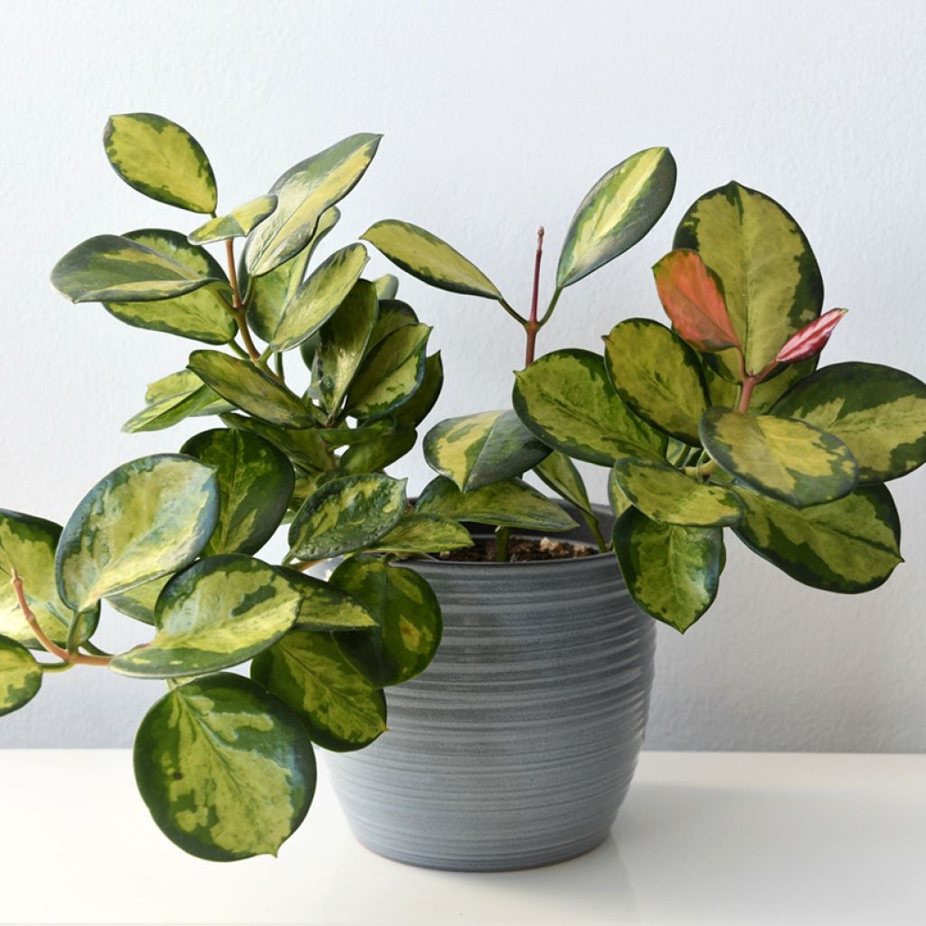 Australianposliinikukka Tricolor
