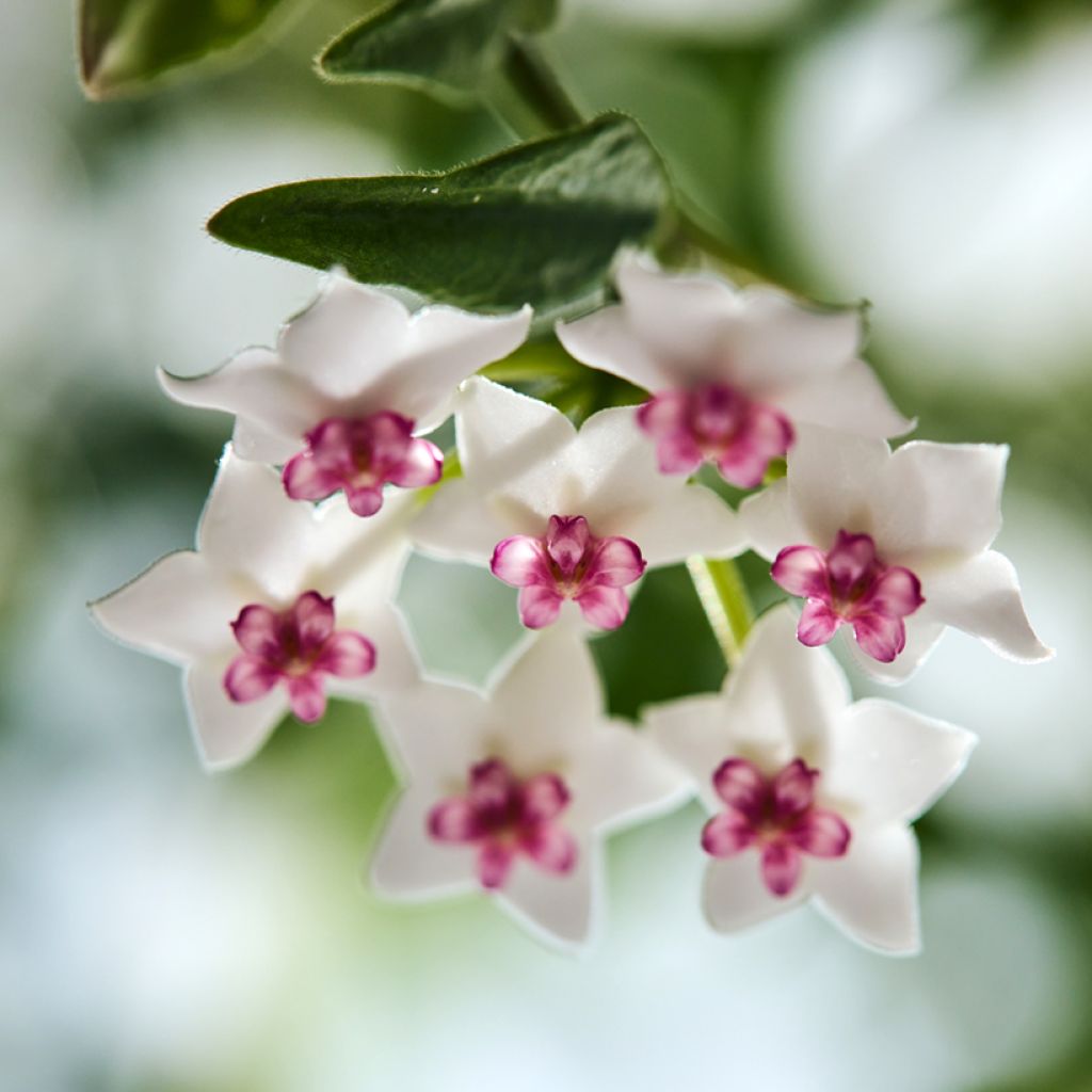 Pikkuposliinikukka - Hoya bella