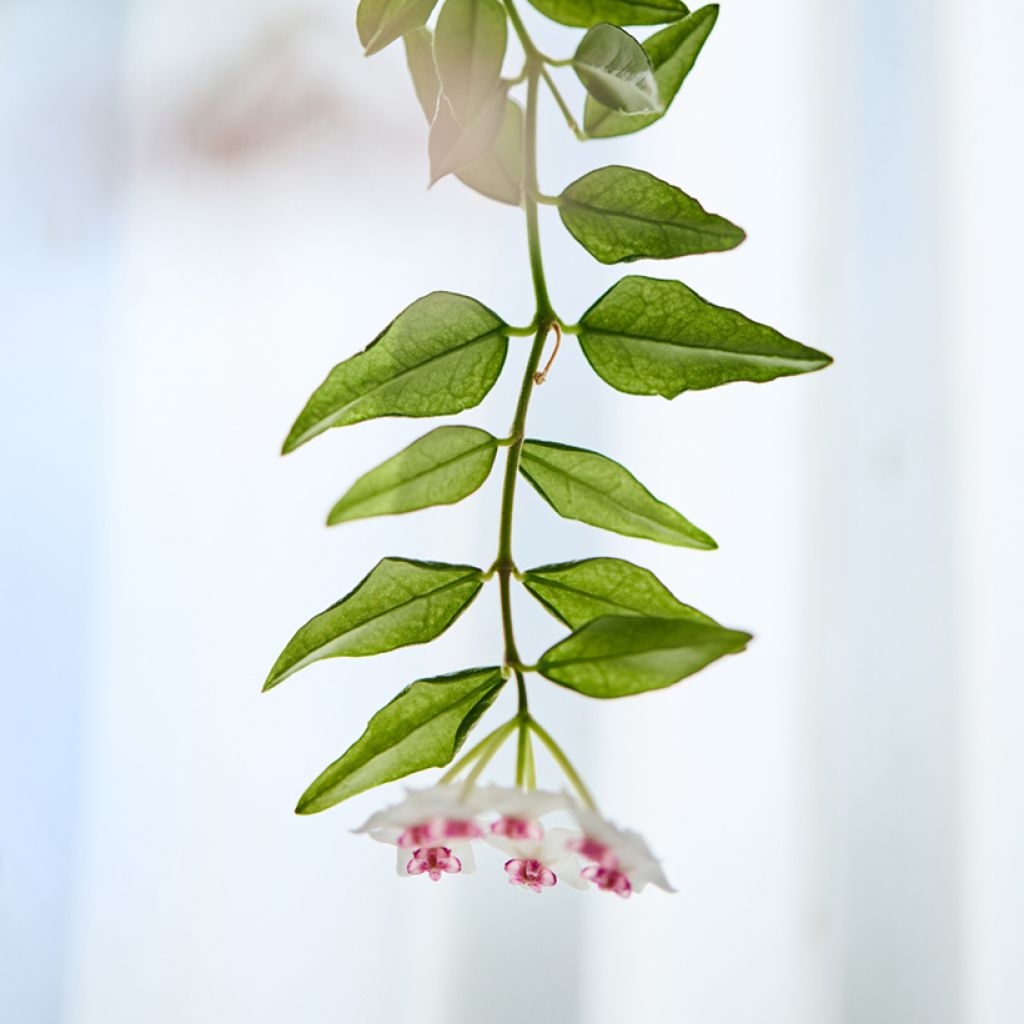 Pikkuposliinikukka - Hoya bella