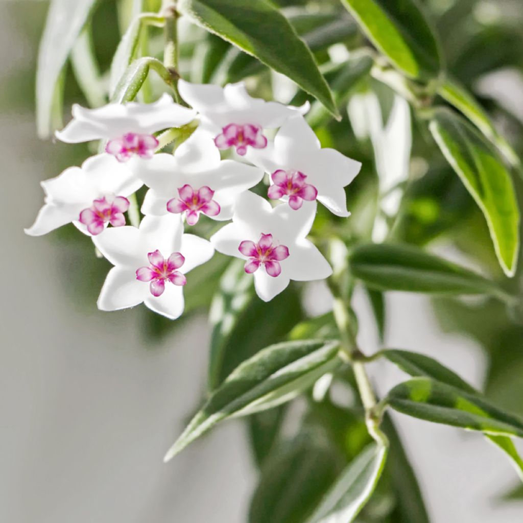 Pikkuposliinikukka - Hoya bella