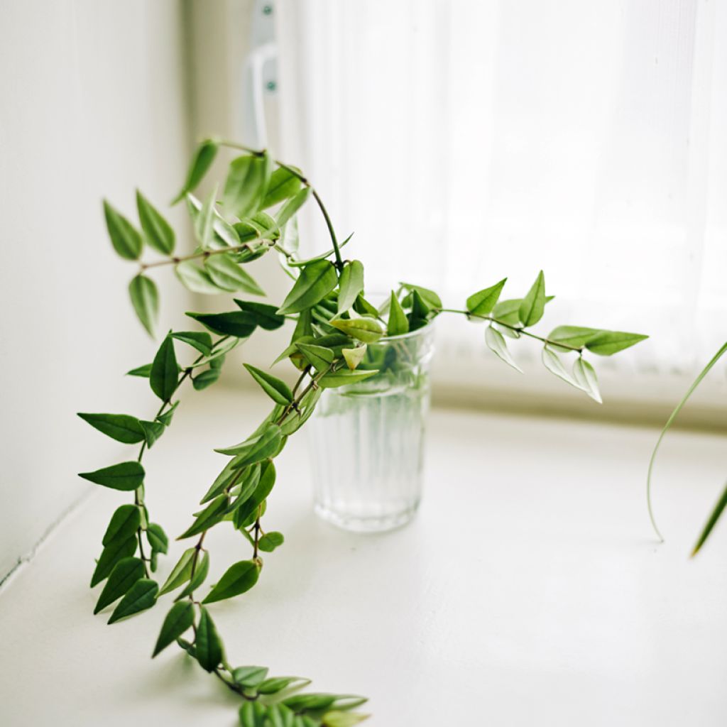 Pikkuposliinikukka - Hoya bella
