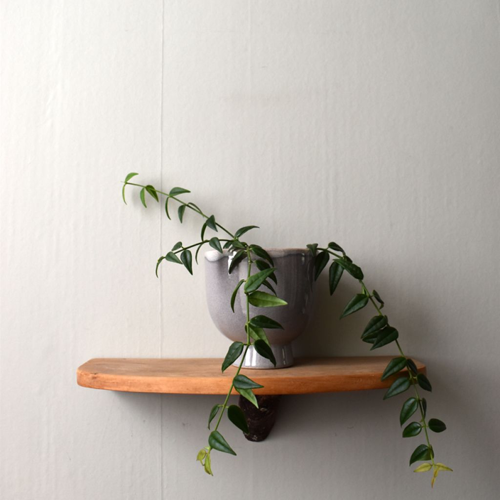 Pikkuposliinikukka - Hoya bella