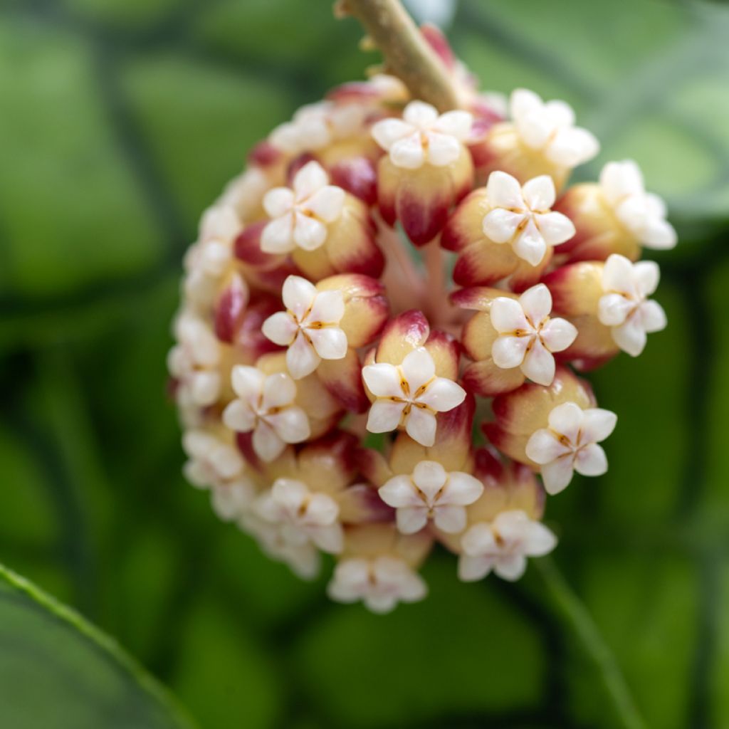 Posliinikukka - Hoya callistophylla