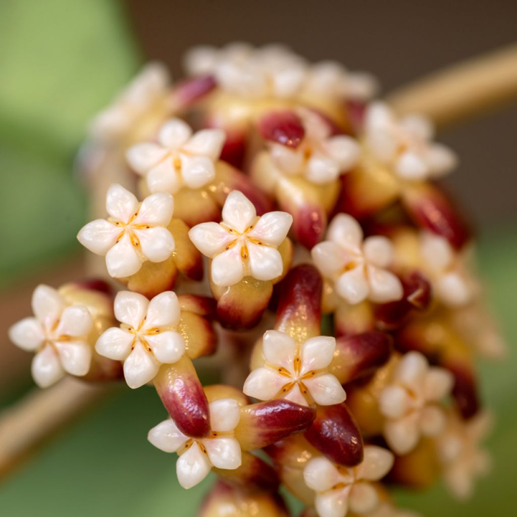 Posliinikukka - Hoya callistophylla
